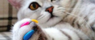 Накладки на когти для кошек: как применять?