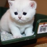 urinary problems in cats