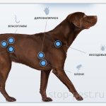 Prescription of anti-tick tablets for dogs