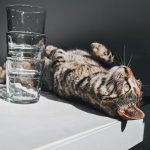 Fluid requirements for cats