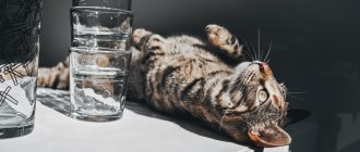 Норма жидкости для кошек