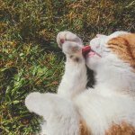 Нормальный и ненормальный запах изо рта у кота