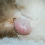 Is it necessary to remove a cat&#39;s wen? Lipoma: signs and treatment of lipomas in a cat. 