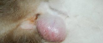 Is it necessary to remove a cat&#39;s wen? Lipoma: signs and treatment of lipomas in a cat. 