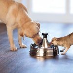 Review of popular automatic drinkers for your pets: TOP-10