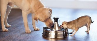 Review of popular automatic drinkers for your pets: TOP-10