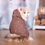 DIY clothing for cats: how to make a pattern and sew a jumpsuit or jacket?