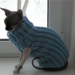 DIY clothes for cats with knitting needles with photos and videos