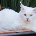 Maine Coon color white solid