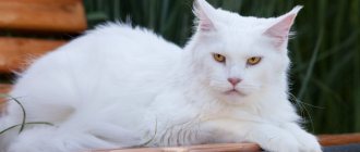 Maine Coon color white solid