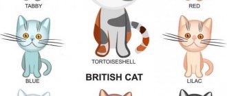 British cat colors