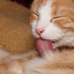 Опасность комков шерсти в желудке кошки