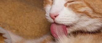 The Danger of Hairballs in a Cat&#39;s Stomach