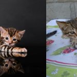Описание кошек бенгальской породы