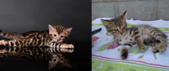 Описание кошек бенгальской породы