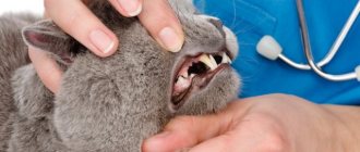 Examination of a cat&#39;s teeth