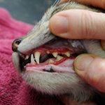 Осмотр зубов у кота
