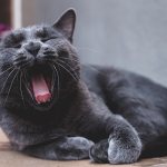Features of feeding a Russian blue cat