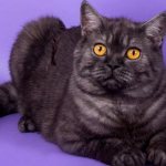 Особенности породы Скоттиш-страйт или шотландской прямоухой кошки