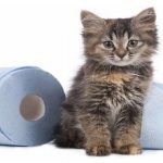 Acute attack of diarrhea in cats