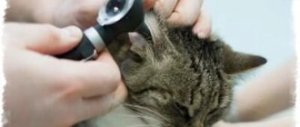 otitis in cats
