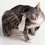 Parasites in cats