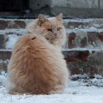 pathological lacrimation in cats