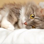 First aid for injuries in cats