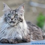 Pros and cons of the Maine Coon breed