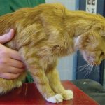 Почечная недостаточность у кошек, пиелонефрит и гломерулонефрит: Болезни почек у котов