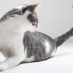 Почему кошка бегает за своим хвостом читайте статью