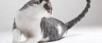 Почему кошка бегает за своим хвостом читайте статью