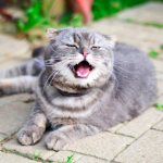 Why does a cat sneeze?