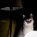 почему кошка кричит по ночам