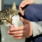 Why does a cat lick its owner&#39;s hands? read the article