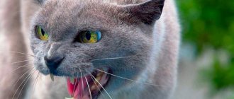 Why does a cat growl and hiss?