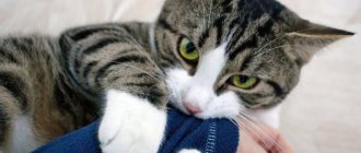 Почему кошка сосет одеяло?