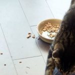 Why does a cat bury its food bowl or scratch its paw next to it?
