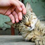 Why do cats often purr when petted?