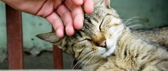 Почему кошки часто мурлыкают, когда их гладят