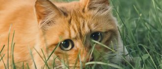 почему кошки едят траву