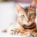 Почему кошки отзываются на кис-кис — Кошачьи истории