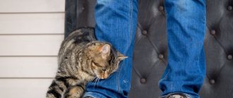Why cats rub against human legs - causes and consequences