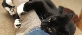 Why does a cat bite its owner&#39;s legs?