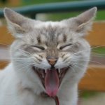 Почему кот высовывает язык