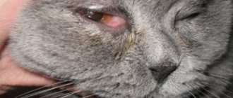 Почему слезятся глаза у британской кошки