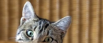 Почему у кошки горячие уши?