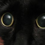 why are my cat&#39;s pupils dilated?