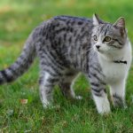 Is subcutaneous mite in cats a dangerous parasite?jpg