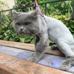 Подстриженный кот в стрессе